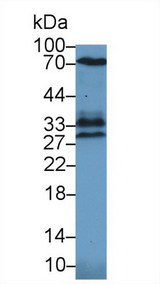 HMOX1 / HO-1 Antibody - Western Blot; Sample: Mouse Lung lysate; Primary Ab: 1µg/ml Rabbit Anti-Mouse HO1 Antibody Second Ab: 0.2µg/mL HRP-Linked Caprine Anti-Rabbit IgG Polyclonal Antibody
