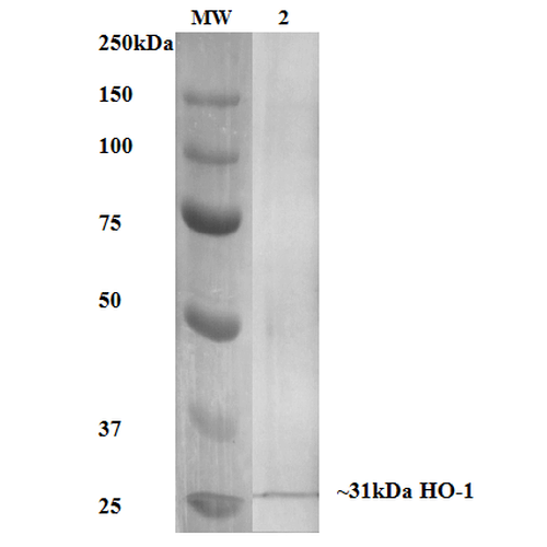 HMOX1 / HO-1 Antibody - Western Blot analysis of Human, Mouse, Rat Rat Kidney Lysate showing detection of ~31 kDa HO-1 protein using Mouse Anti-HO-1 Monoclonal Antibody, Clone 6B8-2F2. Lane 1: MW Ladder. Lane 2: Rat Kidney Lysate. Block: 5% milk + TBST for 1 hour at RT. Primary Antibody: Mouse Anti-HO-1 Monoclonal Antibody  at 1:1000 for 1 hour at RT. Secondary Antibody: HRP Goat Anti-Mouse at 1:50 for 1 hour at RT. Color Development: TMB solution for 5 min at RT. Predicted/Observed Size: ~31 kDa.