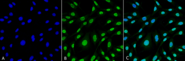 HMOX1 / HO-1 Antibody - Immunocytochemistry/Immunofluorescence analysis using Mouse Anti-HO-1 (Rat) Monoclonal Antibody, Clone 6B8-2F2. Tissue: Fibroblast cell line (NIH 3T3). Species: Mouse. Fixation: 4% Formaldehyde for 15 min at RT. Primary Antibody: Mouse Anti-HO-1 (Rat) Monoclonal Antibody  at 1:100 for 60 min at RT. Secondary Antibody: Goat Anti-Mouse ATTO 488 at 1:100 for 60 min at RT. Counterstain: DAPI (blue) nuclear stain at 1:5000 for 5 min RT. Localization: Nucleus, Cytoplasm. Magnification: 60X.