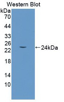 HMOX1 / HO-1 Antibody - Western Blot; Sample: Recombinant protein.