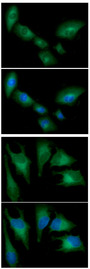 HMOX1 / HO-1 Antibody - ICC/IF analysis of HMOX in A549 cells line, stained with DAPI (Blue) for nucleus staining and monoclonal anti-human HMOX antibody (1:100) with goat anti-mouse IgG-Alexa fluor 488 conjugate (Green) ICC/IF analysis of HMOX in HeLa cells line, stained with DAPI (Blue) for nucleus staining and monoclonal anti-human HMOX antibody (1:100) with goat anti-mouse IgG-Alexa fluor 488 conjugate (Green).