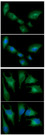 HMOX1 / HO-1 Antibody - ICC/IF analysis of HMOX in A549 cells line, stained with DAPI (Blue) for nucleus staining and monoclonal anti-human HMOX antibody (1:100) with goat anti-mouse IgG-Alexa fluor 488 conjugate (Green) ICC/IF analysis of HMOX in HeLa cells line, stained with DAPI (Blue) for nucleus staining and monoclonal anti-human HMOX antibody (1:100) with goat anti-mouse IgG-Alexa fluor 488 conjugate (Green).
