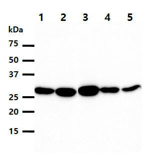 HMOX1 / HO-1 Antibody - The cell lysates (40ug) were resolved by SDS-PAGE, transferred to PVDF membrane and probed with anti-human HMOX antibody (1:500). Proteins were visualized using a goat anti-mouse secondary antibody conjugated to HRP and an ECL detection system. Lane 1.: HeLa cell lysate Lane 2.: A549 cell lysate Lane 3.: 293T cell lysate Lane 4.: HepG2 cell lysate Lane 5.: TF-1 cell lysate