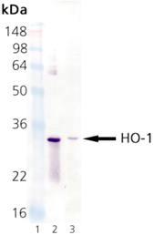 HMOX1 / HO-1 Antibody - Western blot: Lane 1: MW Marker, Lane 2: HO-1 Recombinant Rat Protein, Lane 3: Rat Liver Microsomes.