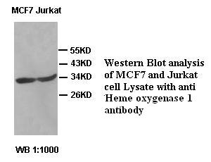 HMOX1 / HO-1 Antibody