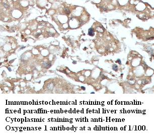 HMOX1 / HO-1 Antibody