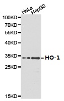 HMOX1 / HO-1 Antibody - Western blot of extracts of various cell lines, using HO-1 antibody.