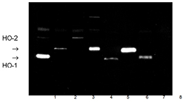 HMOX1 / HO-1 Antibody - Western blot: HO-1 was detected using HO-1polyclonal antibody (lanes 1, 3, 5 and 7), and HO-2 was detected using HO-2polyclonal antibody (lanes 2, 4, 6 and 8). Both antibodies were used at a dilution of 1:1000. Luminograph (ECL, 15 sec. exposure, ref. FM020/054) showing HO-1 and HO-2 expression in lysates prepared from gIFN/LPS stimulated RAW264.7 mouse macrophage cells (lanes 1 and 2), HepG2 (lanes 3 and 4), rat testis (HP9312, lanes 5 and 6) and rat spleen (HP9313, lanes 7 and 8).