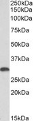 HMOX1 / HO-1 Antibody - Goat Anti-Heme Oxygenase 1 (aa242-256) Antibody (0.3µg/ml) staining of Human Liver lysate (35µg protein in RIPA buffer). Primary incubation was 1 hour. Detected by chemiluminescencence.