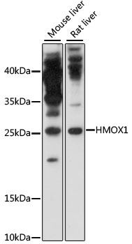 HMOX1 / HO-1 Antibody - Western blot analysis of extracts of various cell lines, using HMOX1 antibody at 1:1000 dilution. The secondary antibody used was an HRP Goat Anti-Rabbit IgG (H+L) at 1:10000 dilution. Lysates were loaded 25ug per lane and 3% nonfat dry milk in TBST was used for blocking. An ECL Kit was used for detection and the exposure time was 30s.