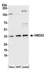 HMOX2 / Heme Oxygenase 2 Antibody - Detection of human HMOX2 by western blot. Samples: Whole cell lysate (15 µg) from HeLa, HEK293T, and Jurkat cells prepared using NETN lysis buffer. Antibody: Affinity purified rabbit anti-HMOX2 antibody used for WB at 0.1 µg/ml. Detection: Chemiluminescence with an exposure time of 75 seconds.
