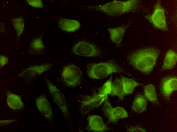 HMOX2 / Heme Oxygenase 2 Antibody - Immunofluorescence of monoclonal antibody to HMOX2 on HeLa cell. [antibody concentration1 ~ 10 ug/ml]