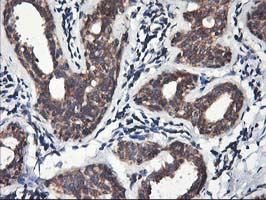 HMOX2 / Heme Oxygenase 2 Antibody - IHC of paraffin-embedded Human breast tissue using anti-HMOX2 mouse monoclonal antibody.