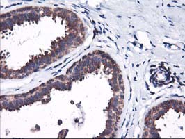 HMOX2 / Heme Oxygenase 2 Antibody - IHC of paraffin-embedded Human breast tissue using anti-HMOX2 mouse monoclonal antibody.