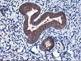 HMOX2 / Heme Oxygenase 2 Antibody - IHC of paraffin-embedded Human endometrium tissue using anti-HMOX2 mouse monoclonal antibody.