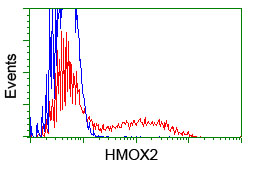 HMOX2 / Heme Oxygenase 2 Antibody - HEK293T cells transfected with either overexpress plasmid (Red) or empty vector control plasmid (Blue) were immunostained by anti-HMOX2 antibody, and then analyzed by flow cytometry.