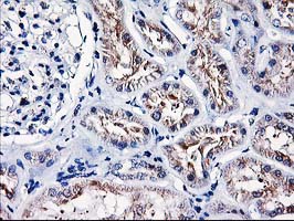 HMOX2 / Heme Oxygenase 2 Antibody - IHC of paraffin-embedded Human Kidney tissue using anti-HMOX2 mouse monoclonal antibody.