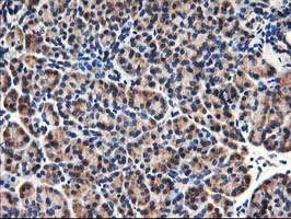HMOX2 / Heme Oxygenase 2 Antibody - IHC of paraffin-embedded Human pancreas tissue using anti-HMOX2 mouse monoclonal antibody.
