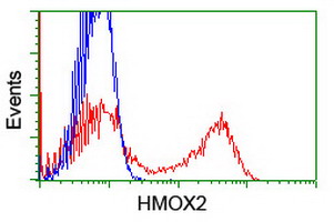 HMOX2 / Heme Oxygenase 2 Antibody - HEK293T cells transfected with either overexpress plasmid (Red) or empty vector control plasmid (Blue) were immunostained by anti-HMOX2 antibody, and then analyzed by flow cytometry.