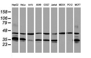 HMOX2 / Heme Oxygenase 2 Antibody - Western blot of extracts (35 ug) from 9 different cell lines by using anti-HMOX2 monoclonal antibody (HepG2: human; HeLa: human; SVT2: mouse; A549: human; COS7: monkey; Jurkat: human; MDCK: canine; PC12: rat; MCF7: human).