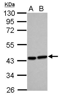 HMOX2 / Heme Oxygenase 2 Antibody - Sample (30 ug of whole cell lysate) A: HeLa B: HepG2 10% SDS PAGE HMOX2 / Heme Oxygenase 2 antibody diluted at 1:500