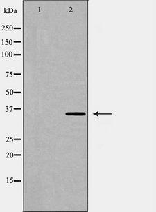 HMOX2 / Heme Oxygenase 2 Antibody - Western blot analysis of HO 2 expression in K562 cells lysate. The lane on the left is treated with the antigen-specific peptide.