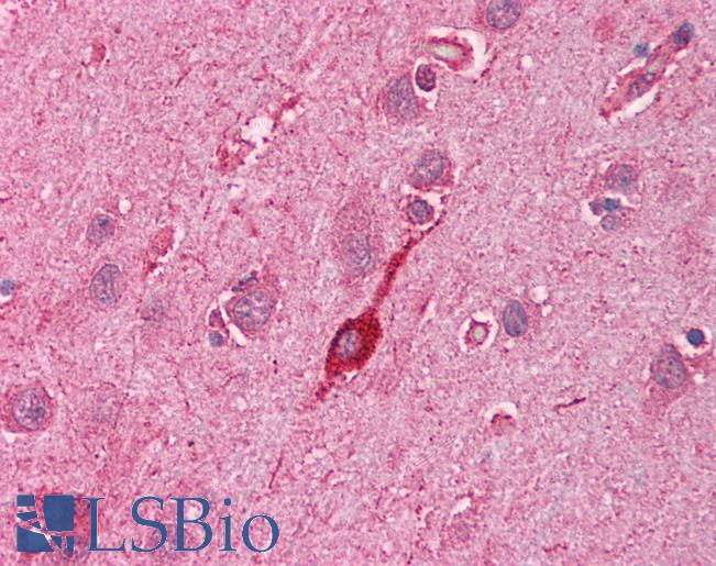 HMOX2 / Heme Oxygenase 2 Antibody - Anti-HMOX2 / Heme Oxygenase 2 antibody IHC of human brain, cortex. Immunohistochemistry of formalin-fixed, paraffin-embedded tissue after heat-induced antigen retrieval. Antibody concentration 5 ug/ml.  This image was taken for the unconjugated form of this product. Other forms have not been tested.