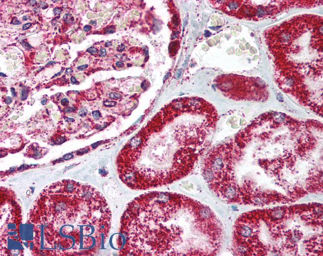 HMOX2 / Heme Oxygenase 2 Antibody - Anti-HMOX2 / Heme Oxygenase 2 antibody IHC of human kidney. Immunohistochemistry of formalin-fixed, paraffin-embedded tissue after heat-induced antigen retrieval. Antibody concentration 5 ug/ml.  This image was taken for the unconjugated form of this product. Other forms have not been tested.