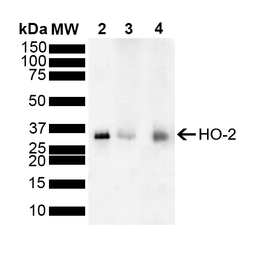 HMOX2 / Heme Oxygenase 2 Antibody - Western blot analysis of Mouse, Rat Brain showing detection of ~36 kDa HO-2 protein using Rabbit Anti-HO-2 Polyclonal Antibody. Lane 1: Molecular Weight Ladder (MW). Lane 2: SPR-319. Lane 3: Mouse Brain. Lane 4: Rat Brain. Load: 15 µg. Block: 5% Skim Milk powder in TBST. Primary Antibody: Rabbit Anti-HO-2 Polyclonal Antibody  at 1:1000 for 2 hours at RT with shaking. Secondary Antibody: Goat Anti-Rabbit IgG: HRP at 1:4000 for 1 hour at RT. Color Development: ECL solution for 5 min at RT. Predicted/Observed Size: ~36 kDa.