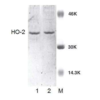 HMOX2 / Heme Oxygenase 2 Antibody - Western blot analysis of Rat Brain cell lysates showing detection of HO-2 protein using Rabbit Anti-HO-2 Polyclonal Antibody. Lane 1: Rat Brain lysate. Lane 2: Purified HO-2. Load: 10 µg. Primary Antibody: Rabbit Anti-HO-2 Polyclonal Antibody  at 1:1000.