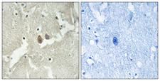 HMP19 Antibody - Peptide - + Immunohistochemistry analysis of paraffin-embedded human brain tissue using NSG2 antibody.