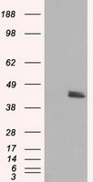 HMRF1L / MTRF1L Antibody - HEK293T cells were transfected with the pCMV6-ENTRY control (Left lane) or pCMV6-ENTRY MTRF1L (Right lane) cDNA for 48 hrs and lysed. Equivalent amounts of cell lysates (5 ug per lane) were separated by SDS-PAGE and immunoblotted with anti-MTRF1L.