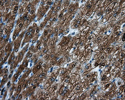 HMRF1L / MTRF1L Antibody - IHC of paraffin-embedded liver tissue using anti-MTRF1L mouse monoclonal antibody. (Dilution 1:50).