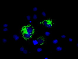 HMRF1L / MTRF1L Antibody - Anti-MTRF1L mouse monoclonal antibody  immunofluorescent staining of COS7 cells transiently transfected by pCMV6-ENTRY MTRF1L.