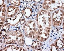 HMRF1L / MTRF1L Antibody - Immunohistochemical staining of paraffin-embedded Kidney tissue using anti-MTRF1L mouse monoclonal antibody. (Dilution 1:50).