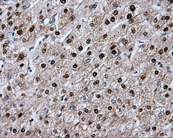 HMRF1L / MTRF1L Antibody - Immunohistochemical staining of paraffin-embedded liver tissue using anti-MTRF1L mouse monoclonal antibody. (Dilution 1:50).