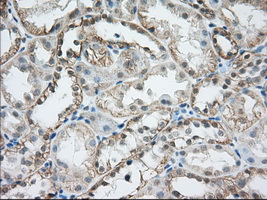 HMRF1L / MTRF1L Antibody - Immunohistochemical staining of paraffin-embedded Human Kidney tissue using anti-MTRF1L mouse monoclonal antibody. (Dilution 1:50).