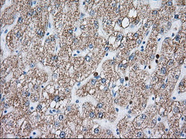 HMRF1L / MTRF1L Antibody - Immunohistochemical staining of paraffin-embedded Human liver tissue using anti-MTRF1L mouse monoclonal antibody. (Dilution 1:50).