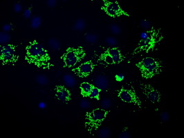 HMRF1L / MTRF1L Antibody - Anti-MTRF1L mouse monoclonal antibody  immunofluorescent staining of COS7 cells transiently transfected by pCMV6-ENTRY MTRF1L.
