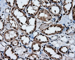 HMRF1L / MTRF1L Antibody - Immunohistochemical staining of paraffin-embedded Kidney tissue using anti-MTRF1L mouse monoclonal antibody. (Dilution 1:50).