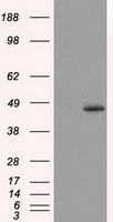 HMRF1L / MTRF1L Antibody - HEK293T cells were transfected with the pCMV6-ENTRY control (Left lane) or pCMV6-ENTRY MTRF1L (Right lane) cDNA for 48 hrs and lysed. Equivalent amounts of cell lysates (5 ug per lane) were separated by SDS-PAGE and immunoblotted with anti-MTRF1L.