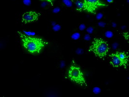 HMRF1L / MTRF1L Antibody - Anti-MTRF1L mouse monoclonal antibody  immunofluorescent staining of COS7 cells transiently transfected by pCMV6-ENTRY MTRF1L.