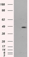 HMRF1L / MTRF1L Antibody - HEK293T cells were transfected with the pCMV6-ENTRY control (Left lane) or pCMV6-ENTRY MTRF1L (Right lane) cDNA for 48 hrs and lysed. Equivalent amounts of cell lysates (5 ug per lane) were separated by SDS-PAGE and immunoblotted with anti-MTRF1L.