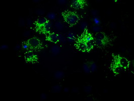 HMRF1L / MTRF1L Antibody - Anti-MTRF1L mouse monoclonal antibody  immunofluorescent staining of COS7 cells transiently transfected by pCMV6-ENTRY MTRF1L.