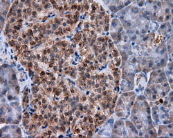 HMRF1L / MTRF1L Antibody - Immunohistochemical staining of paraffin-embedded pancreas tissue using anti-MTRF1L mouse monoclonal antibody. (Dilution 1:50).