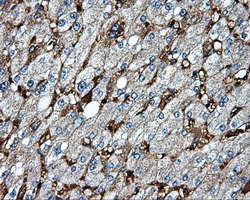 HMRF1L / MTRF1L Antibody - IHC of paraffin-embedded liver tissue using anti-MTRF1L mouse monoclonal antibody. (Dilution 1:50).