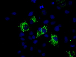 HMRF1L / MTRF1L Antibody - Anti-MTRF1L mouse monoclonal antibody  immunofluorescent staining of COS7 cells transiently transfected by pCMV6-ENTRY MTRF1L.