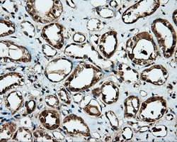 HMRF1L / MTRF1L Antibody - IHC of paraffin-embedded Kidney tissue using anti-MTRF1L mouse monoclonal antibody. (Dilution 1:50).