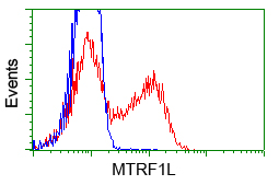 HMRF1L / MTRF1L Antibody - HEK293T cells transfected with either pCMV6-ENTRY MTRF1L (Red) or empty vector control plasmid (Blue) were immunostained with anti-MTRF1L mouse monoclonal, and then analyzed by flow cytometry.