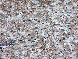 HMRF1L / MTRF1L Antibody - Immunohistochemical staining of paraffin-embedded Human liver tissue using anti-MTRF1L mouse monoclonal antibody. (Dilution 1:50).
